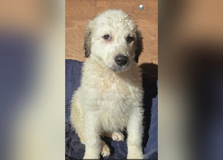 Baxter: wann darf ich über Wiesen laufen?