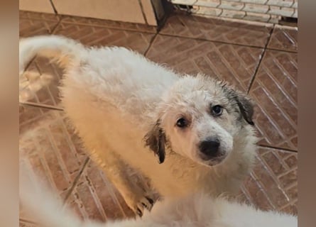 Baxter: wann darf ich über Wiesen laufen?