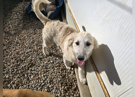 Tito: ein Wuschel zum Verlieben