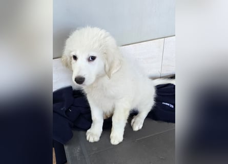 Silvestrino: sein Traum: eine eigene Familie