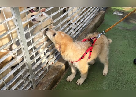 Tito: ein Wuschel zum Verlieben