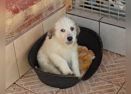 Baxter: wann darf ich über Wiesen laufen?