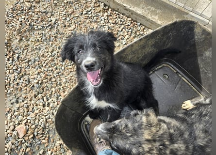 Pumba: Spaß und gute Laune garantiert