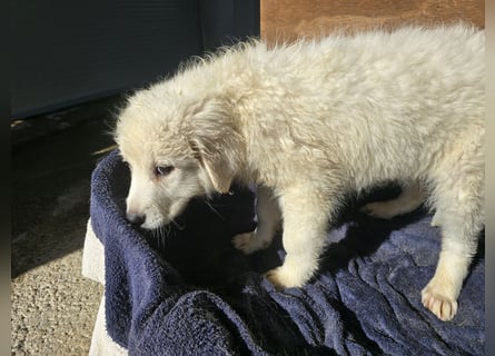 Betty: weiße Zaubermaus