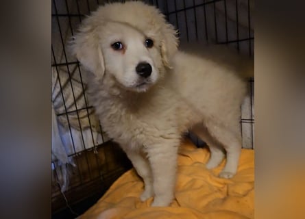 Betty: weiße Zaubermaus