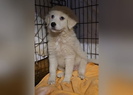 Betty: weiße Zaubermaus