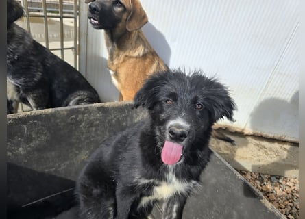 Pumba: Spaß und gute Laune garantiert