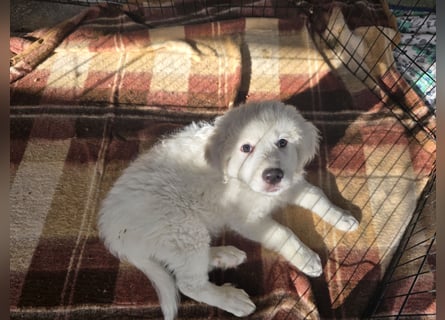 Silvestrino: sein Traum: eine eigene Familie