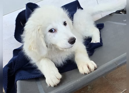 Silvestrino: sein Traum: eine eigene Familie