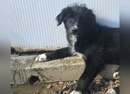 Pumba: Spaß und gute Laune garantiert