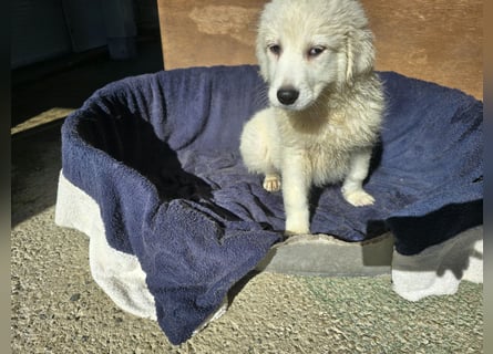 Betty: weiße Zaubermaus