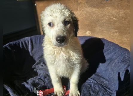 Baxter: wann darf ich über Wiesen laufen?