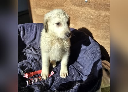 Baxter: wann darf ich über Wiesen laufen?