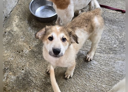 Tito: ein Wuschel zum Verlieben