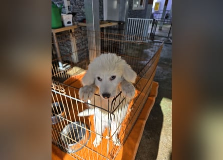 Silvestrino: sein Traum: eine eigene Familie