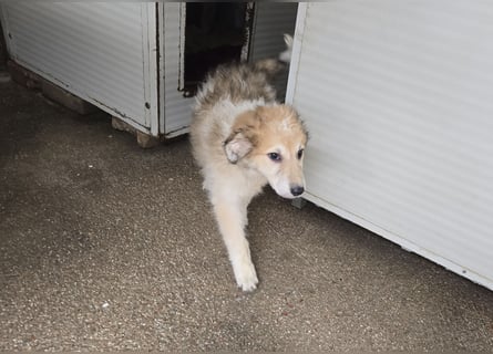 Tito: ein Wuschel zum Verlieben