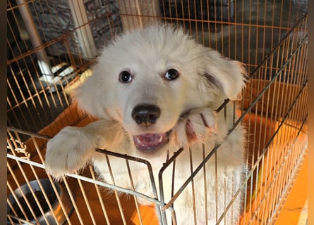 Silvestrino: sein Traum: eine eigene Familie