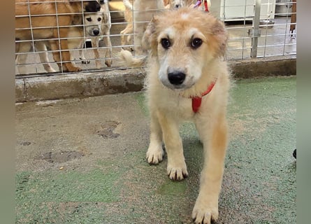 Tito: ein Wuschel zum Verlieben