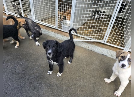 Pumba: Spaß und gute Laune garantiert