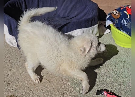 Betty: weiße Zaubermaus