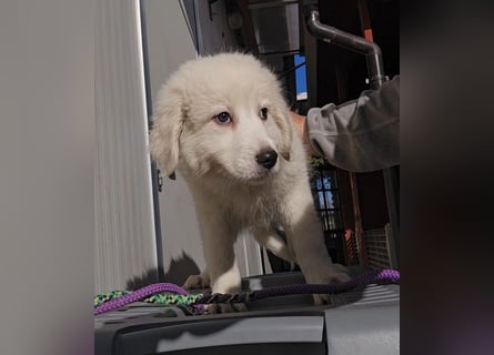 Betty: weiße Zaubermaus