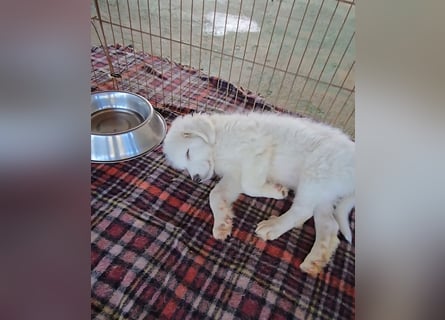 Silvestrino: sein Traum: eine eigene Familie