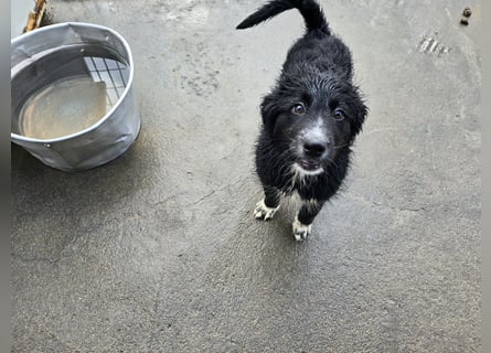 Pumba: Spaß und gute Laune garantiert