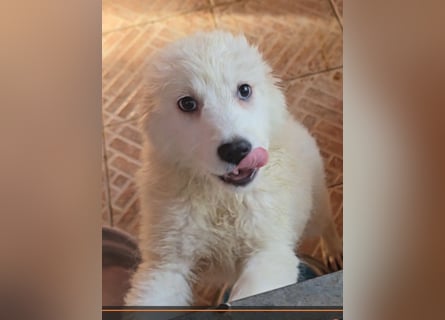 Betty: weiße Zaubermaus