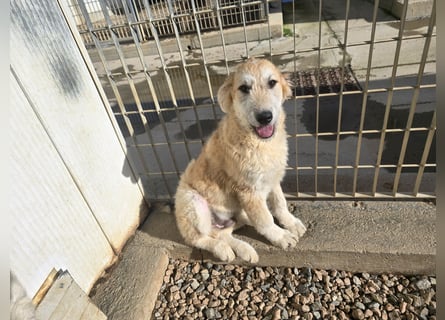 Tito: ein Wuschel zum Verlieben