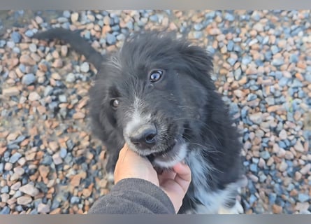 Pumba: Spaß und gute Laune garantiert