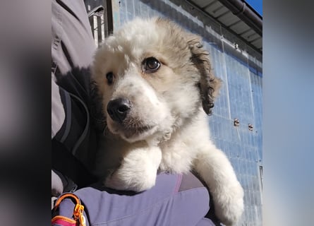 Baxter: wann darf ich über Wiesen laufen?