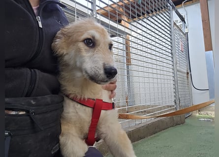 Tito: ein Wuschel zum Verlieben