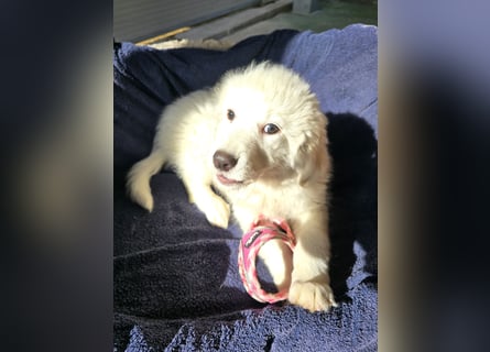 Silvestrino: sein Traum: eine eigene Familie