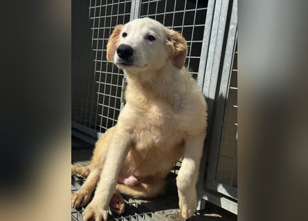 Tom: verliebt in alle Menschen