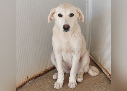 Faro: ich wäre gern Familienhund