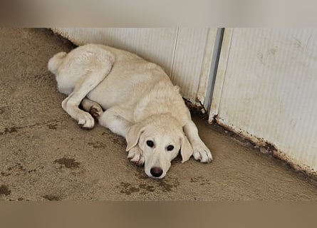 Faro: wer schenkt ihm Liebe und Geborgenheit?
