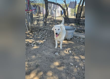 Taco: 4 Pfoten suchen Streichelhände