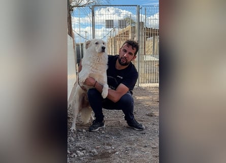 Speank: unsichtbares Hundeherz