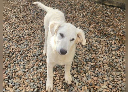 Taco: ein Wuschel zum Verlieben