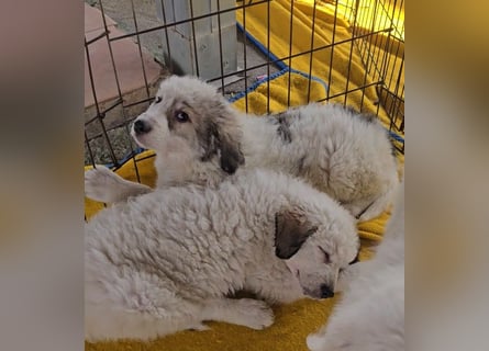 Balma: unschuldig hinter Gitter