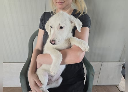 Fiametta: kleine Prinzessin