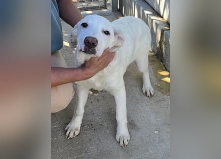 Bibo: so klein und so allein