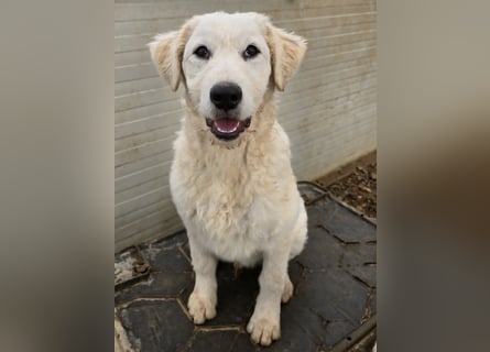 Taco: ein Wuschel mit Herz und guter Laune