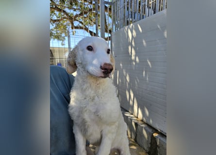 Bubo: so klein und so allein