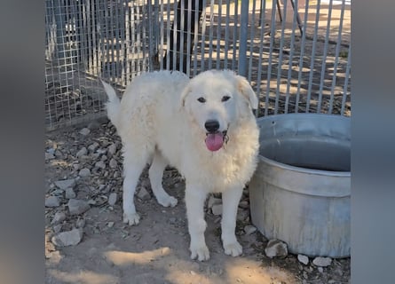 Taco: 4 Pfoten suchen Streichelhände