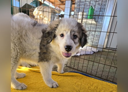 Balma: unschuldig hinter Gitter