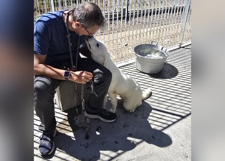 Patato: ein Sonnenschein sucht seine Familie