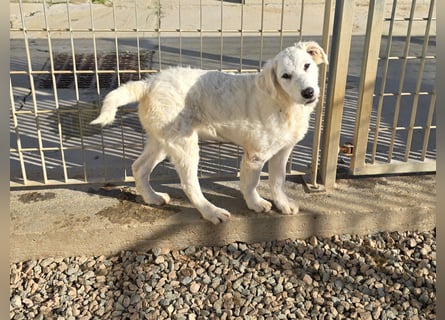 Taco: ein Wuschel mit Herz und guter Laune