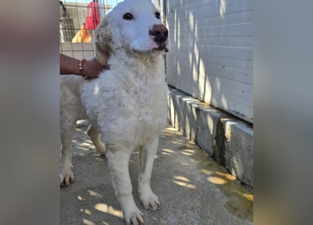 Bibo: so klein und so allein