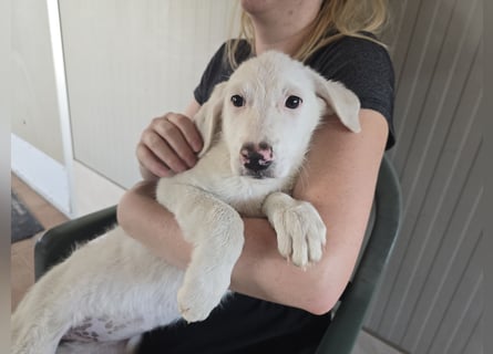 Fiametta: kleine Prinzessin